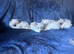 BEAUTIFUL RAGDOLL KITTENS