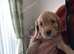 Cocker spaniel puppies
