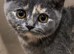 REHOME two girl British Shorthair