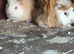 2 male guinea pigs