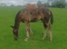 Caerbra Legacy Colt