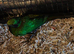 Emerald starling.