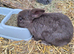 Mini lop chocolate buck for sale