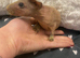 2 beautiful baby skinny pig girls looking for forever home