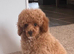 Beautiful toy poodles ready now