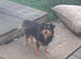 Black n tan Chihuahua long coat