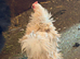 BEAUTIFUL PEKIN BANTAMS