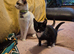 Maincoon x Siamese Babies. Ready Now for forever LOVING homes
