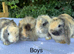 Mini lop babies for sale