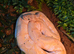 Banana ball python