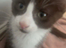 Selling a half ragdoll kitten
