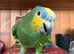 Machu, 7year old tamed Amazon (please read the description)