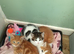 Kittens for sale lovely colours male female ready for there for ever home