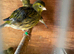 Fife canary for sale