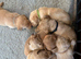 Superb KC Reg Labrador Puppies