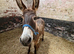 Donkey Colt