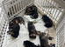 German shepherd puppies