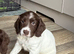 Cheeky Spaniel pups