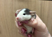 Gorgeous pedigree dwarf rat pups