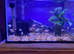 baby  platinum polar parrot babies
