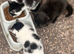 3 female kittens