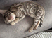 3 Bengal kittens