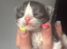 4 kittens for sale