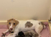 I have Some chihuahua cross jack pups