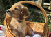 Golden Retreiver puppies. KC