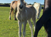 A beautiful sports horse x filly foal. Dun and white