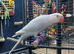 Semi tame 2025 Blue Pallid Ringneck