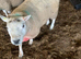 Tup/Ram for sale