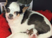 Dog chihuahua