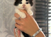 Ragdoll x domestic shorthair
