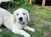 Beautiful Golden Boy Puppy