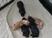 5 Beautiful boy Cocker spaniels