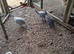 3 adult guinea fowl
