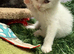 3 lovely kitten , 2 whites and a long hair tabby