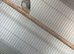 3 zebra finches for new home