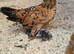 Sablepoot Pullet Growers