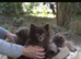 Pomeranian puppy