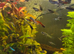 Male Guppies tropical