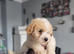 Poochons