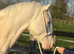 Welsh d stallion at stud