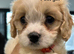 F1 Cavapoo’s ready to go - 1 boy & 3 girls