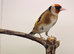 2024 goldfinch cock very healthy