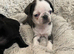 Beautiful pug puppies 1 boy 1 girl available