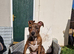 Staffy cross