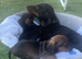 Miniature dachshund