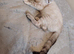 2 girls left Ragdoll x ginger mother